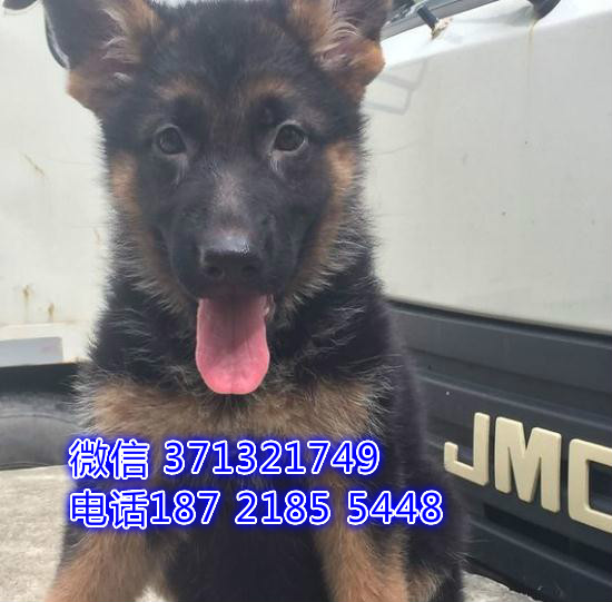 深圳德国牧羊犬出售纯种幼犬，弓背 双血统 价格