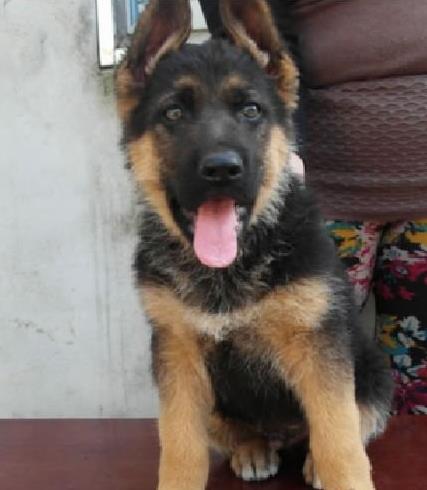 厦门宠物狗狗领养德牧犬狗市场在哪里有买狗卖