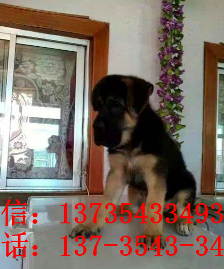 沈阳犬舍出售德牧幼犬 狗市在哪买狗 哪里有卖狗地方