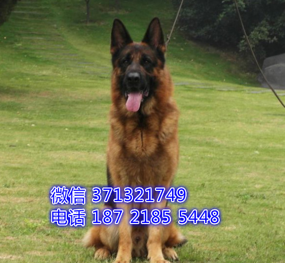 德国木有犬出售，家养的一窝 德牧犬狗狗西安狗