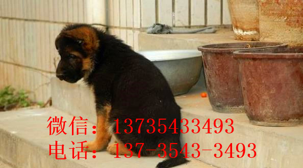 济南宠物狗狗犬舍出售纯种德牧幼犬狗市场在哪 大型犬好不好养