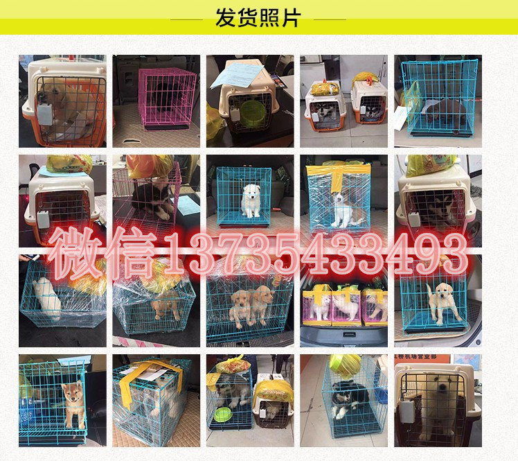 沈阳犬舍出售德牧幼犬 狗市在哪买狗 哪里有卖狗地方