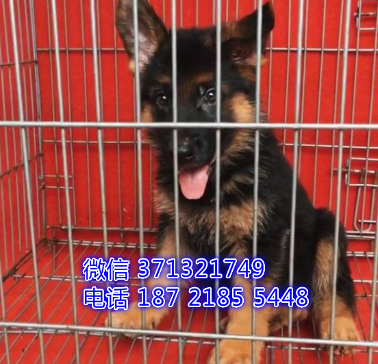 德牧出售一窝了呢很聪明健康短毛 苏州犬舍出