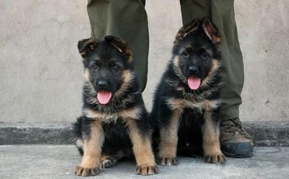 西安宠物狗狗领养德牧犬狗市场在哪里有买狗卖