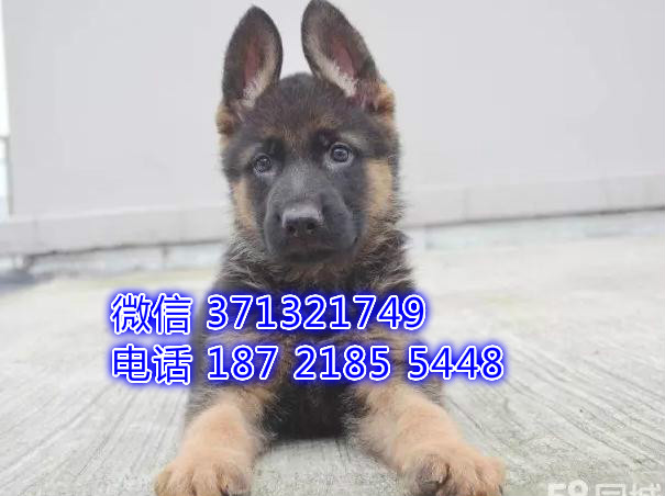 德牧出售一窝了呢很聪明健康短毛 南京犬舍出