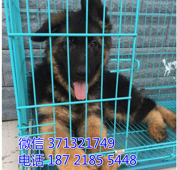 德牧出售一窝了呢很聪明健康短毛 长沙犬舍出