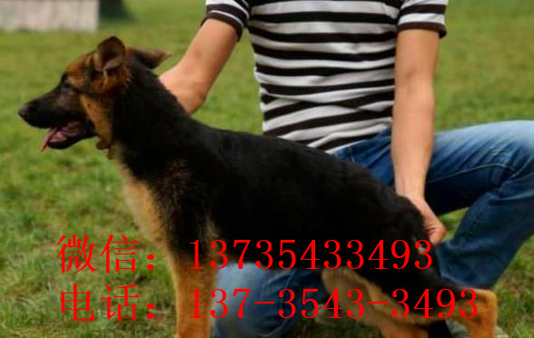 杭州宠物狗狗领养德牧犬狗市场在哪里有买狗卖狗