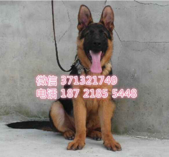 南宁犬舍 德牧特价宠物狗狗 南宁狗场繁殖 小