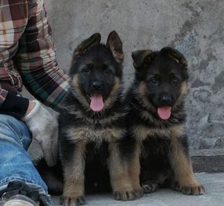 杭州犬舍出售德牧幼犬 狗市在哪买狗 哪里有卖
