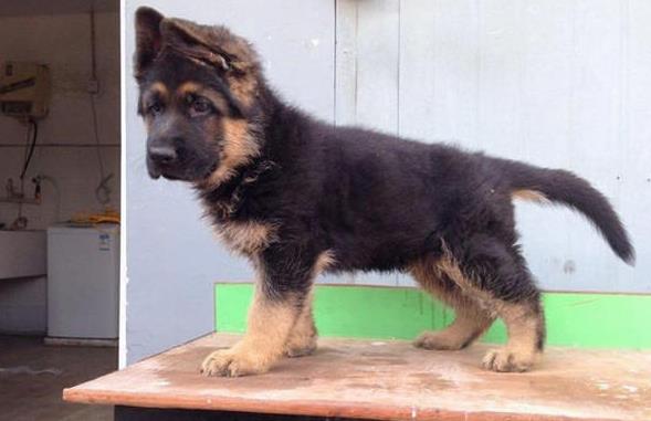 长沙宠物狗狗领养德牧犬狗市场在哪里有买狗卖