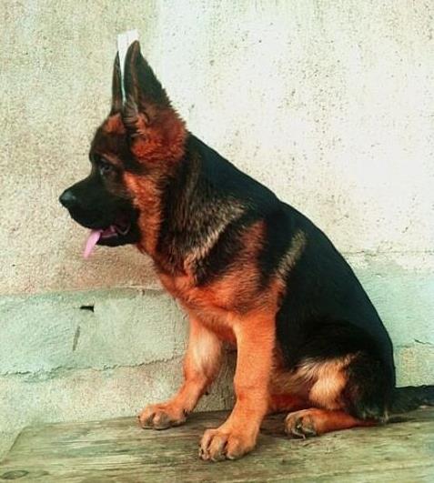 上海宠物狗狗领养德牧犬狗市场在哪里有买狗卖