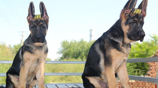 厦门宠物狗狗犬舍出售纯种德牧幼犬狗市场在哪