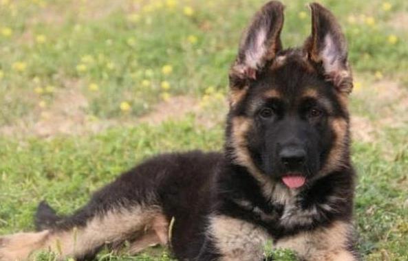 厦门宠物狗狗出售纯种德牧幼犬领养犬舍