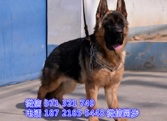 长沙特价德牧犬出售纯种幼犬 长沙犬舍哪里有