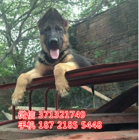 德国木有犬出售，家养的一窝 德牧犬狗狗