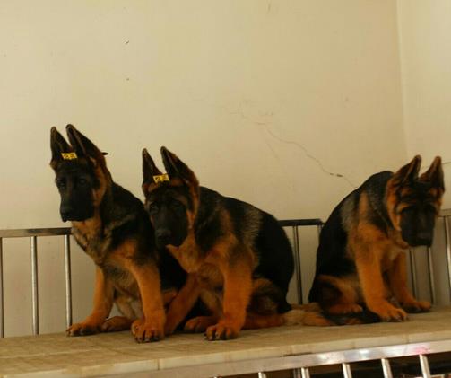 西双版纳宠物狗犬舍 出售纯种德牧幼犬 宠物狗