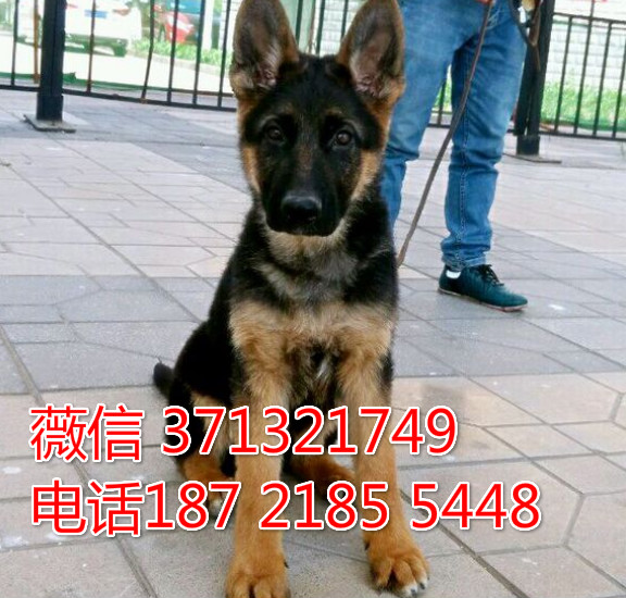 德国牧羊犬出售纯种幼犬 深圳犬舍专业繁殖
