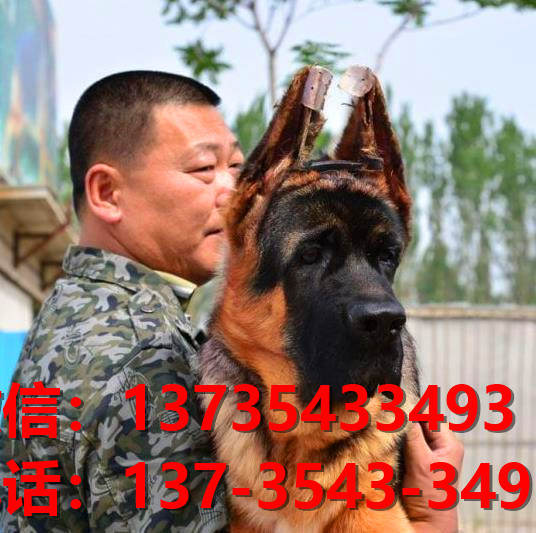 扬州犬舍直销宠物狗狗 狗市场在哪 买狗卖狗