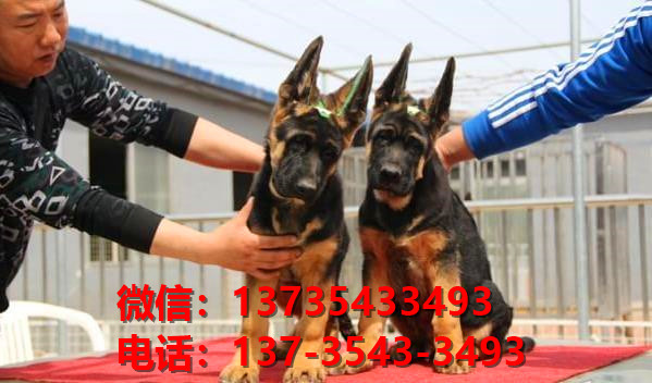 上海宠物狗犬舍 出售纯种德牧幼犬哪里有宠物