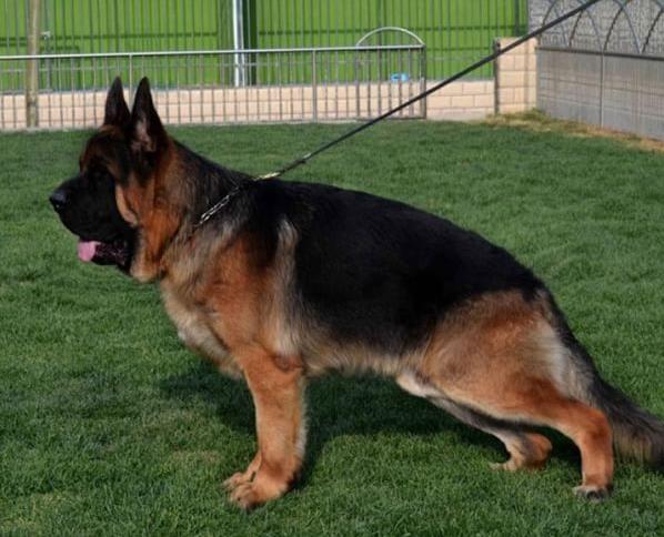 苏州宠物狗领养 纯种德牧幼犬 狗市场在哪买狗