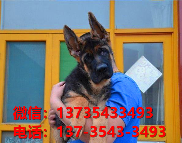 纯种德牧幼犬黑背幼犬出售杭州宠物狗犬舍哪里有狗狗