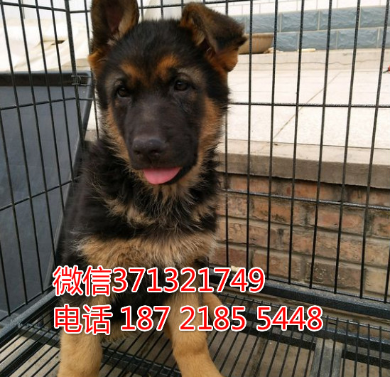 上海狗狗 出售德牧狗狗犬幼犬 上海特价宠物 