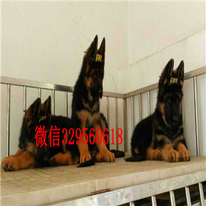  长沙哪里有卖德牧的幼犬 弓背德牧多少钱 长沙锤系德牧出售