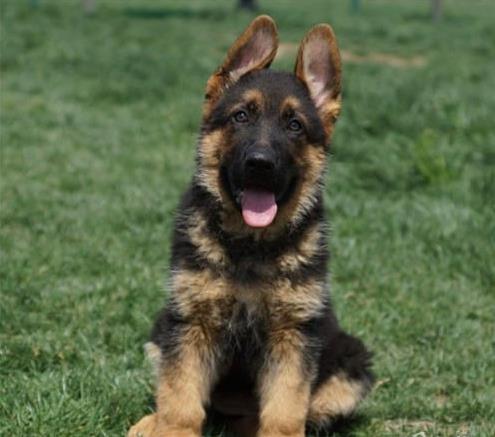纯种德牧幼犬出售 济南宠物狗犬舍哪里有狗市