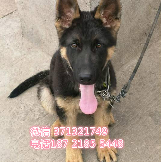 上海狗狗 出售德牧犬幼犬 上海特价宠物 特价