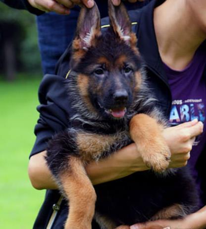 长沙犬舍 出售纯种德牧幼犬 正宗宠物狗狗市场