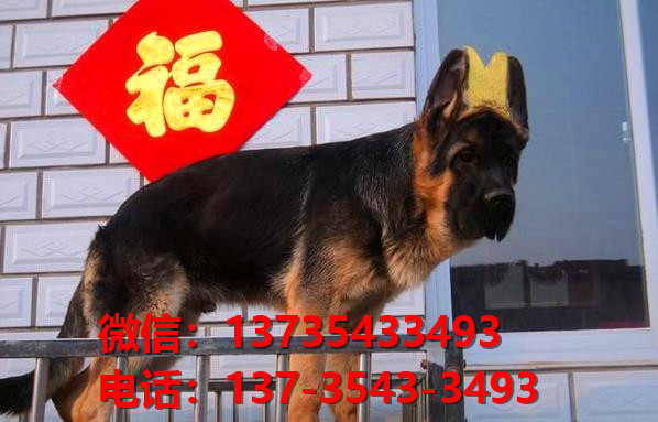 北京宠物狗犬舍 出售纯种德牧幼犬哪里有宠物狗市场卖狗