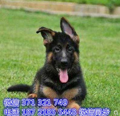 全国发货 上海德牧出售纯种 上海犬舍 促销狗狗