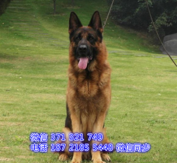 上海特价 德牧出售纯种幼犬 上海特价宠物狗狗