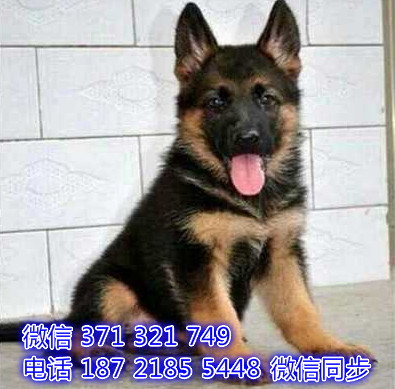 南昌全国发货 犬舍繁殖 德牧犬出售纯种幼犬 