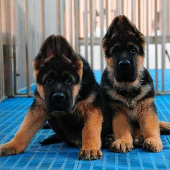 健康德牧幼犬 南京犬舍出售纯种活体宠物狗领