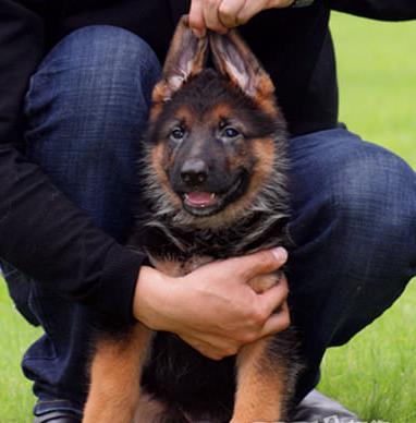 杭州犬舍出售纯种德牧幼犬 活体宠物狗市场在