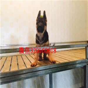  济南哪里有德国牧羊犬出售 纯种德国牧羊犬哪