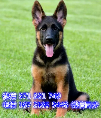 杭州宠物狗狗 德牧犬出售纯种 杭州犬舍狗场
