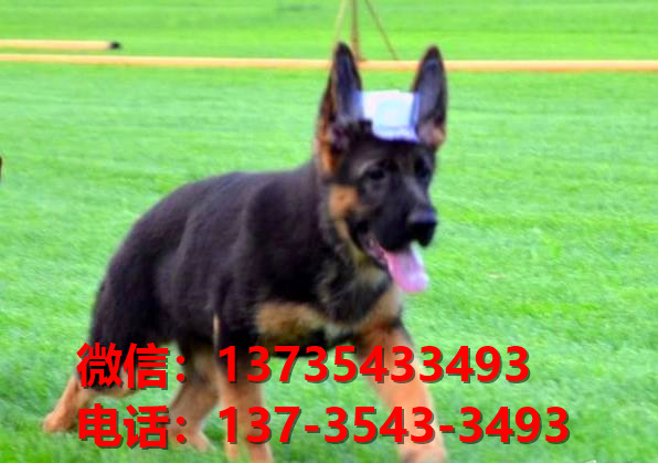 承德宠物狗狗犬舍出售纯种德牧幼犬哪里有狗市