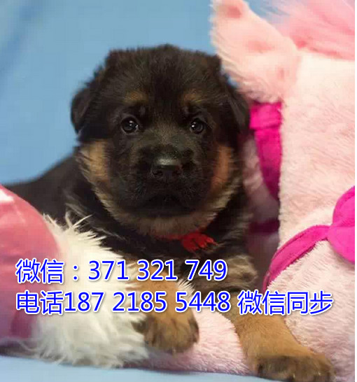 全国特惠德牧纯种幼犬 支持上门 支持空运汽运 包健康曳