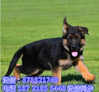 特价 德国牧羊犬出售纯种幼犬 专业繁殖专业发