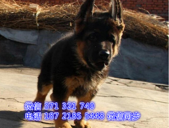 北京宠物狗狗德牧犬出售幼犬 全国可以发货殴
