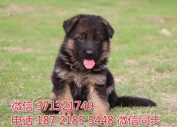 宠物狗狗德牧出售幼犬 全国可以发货 犬舍繁殖