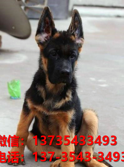 南宁狗场在哪里有犬舍出售健康德牧幼犬哪里有