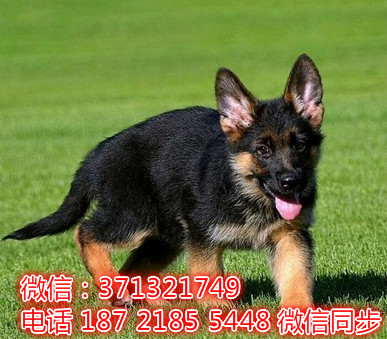 特价 德国牧羊犬出售纯种幼犬 专业繁殖专业发货 可上门看康