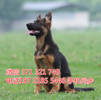  特惠德国牧羊犬纯种幼犬出售 支持上门支持空