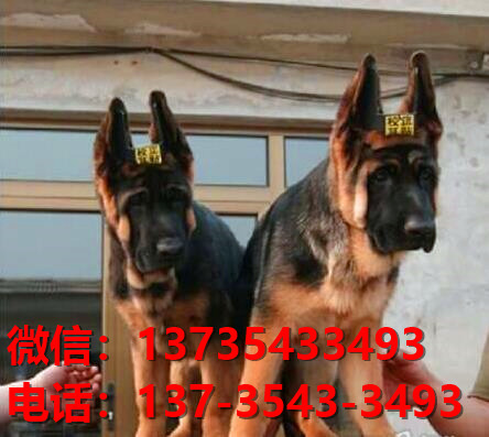 北京宠物狗狗犬舍出售纯种德牧幼犬哪里有健康