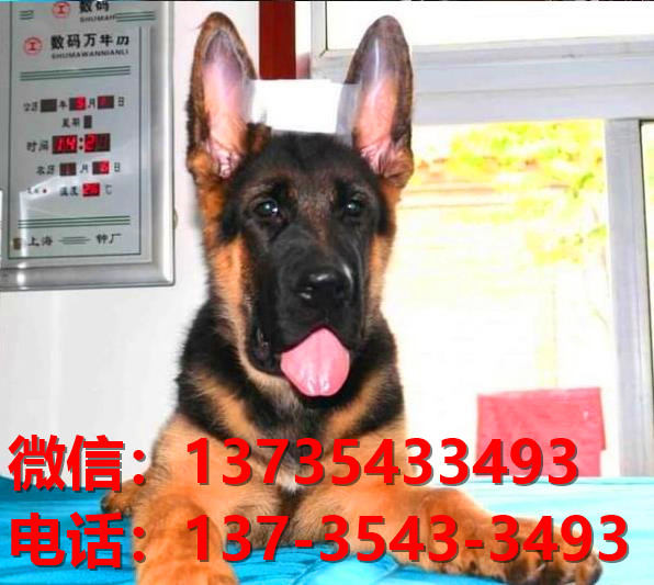 厦门狗场在哪里有犬舍出售健康德牧幼犬哪里有