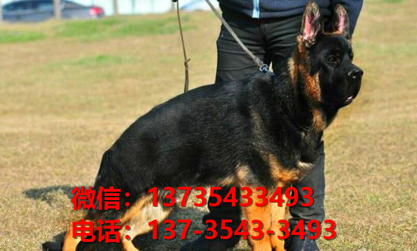 西安狗场在哪里有犬舍出售健康德牧幼犬哪里有