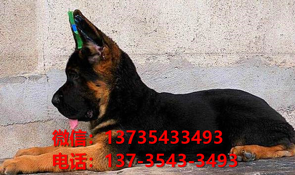 西安狗场在哪里有犬舍出售健康德牧幼犬哪里有卖狗地方买狗